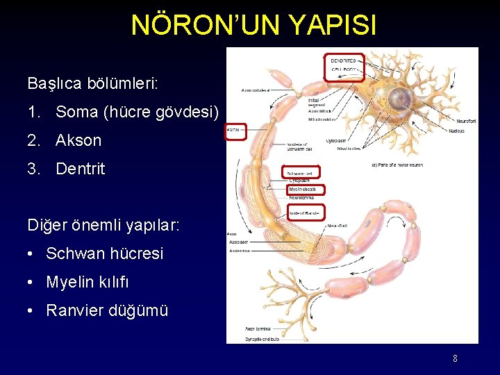 NÖRON’UN YAPISI Başlıca bölümleri: 1. Soma (hücre gövdesi) 2. Akson 3. Dentrit Diğer önemli