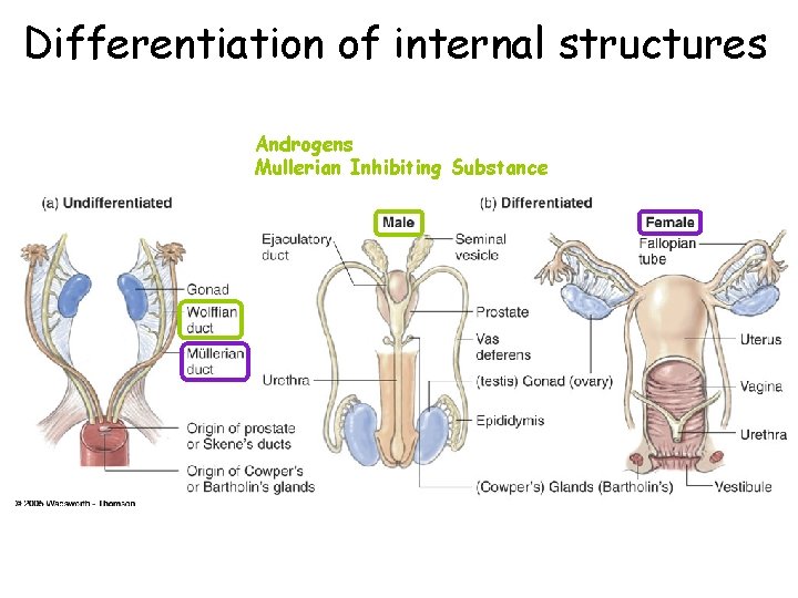 Differentiation of internal structures Androgens Mullerian Inhibiting Substance 
