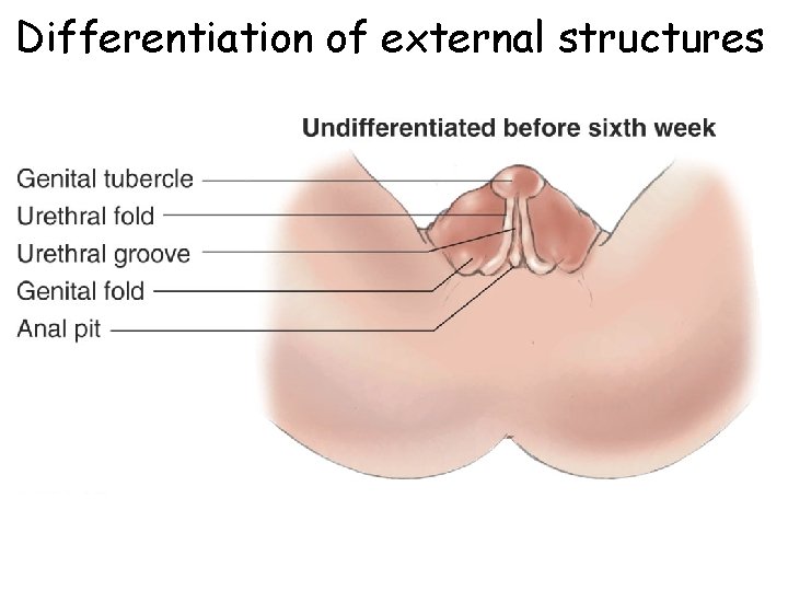 Differentiation of external structures 