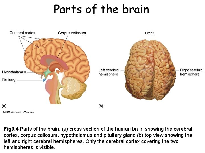 Parts of the brain Fig 3. 4 Parts of the brain: (a) cross section