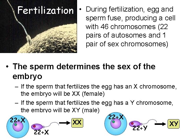 Fertilization • During fertilization, egg and sperm fuse, producing a cell with 46 chromosomes