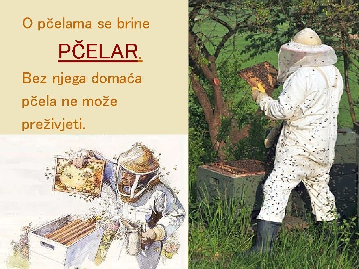 O pčelama se brine PČELAR. Bez njega domaća pčela ne može preživjeti. 