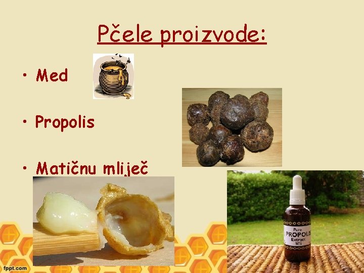 Pčele proizvode: • Med • Propolis • Matičnu mliječ 