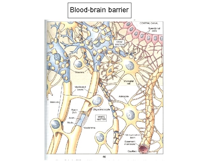 Blood-brain barrier 