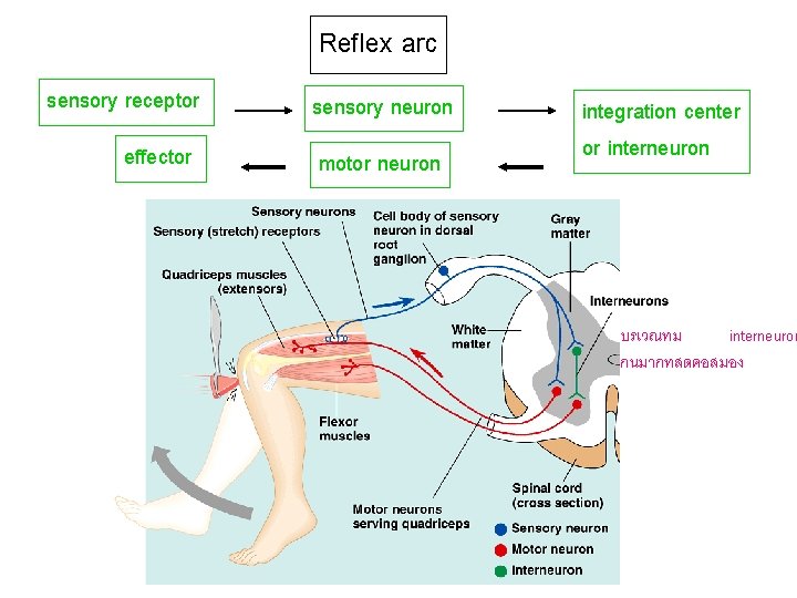 Reflex arc sensory receptor effector sensory neuron motor neuron integration center or interneuron บรเวณทม