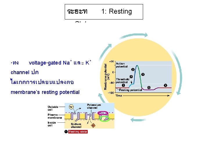ระยะท 1: Resting State -ทง voltage-gated Na+ และ K+ channel ปด ไมเกดการเปลยนแปลงตอ membrane’s resting