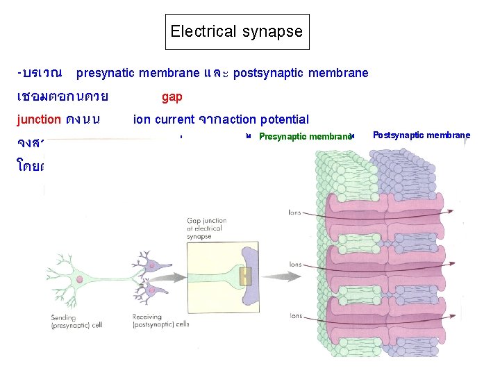 Electrical synapse -บรเวณ presynatic membrane และ postsynaptic membrane เชอมตอกนดวย gap junction ดงนน ion current