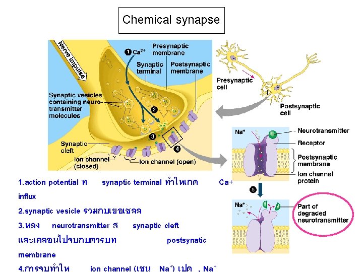 Chemical synapse 1. action potential ท synaptic terminal ทำใหเกด Ca+ influx 2. synaptic vesicle