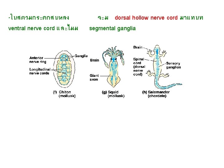 -ในสตวมกระดกสนหลง ventral nerve cord และไมม จะม dorsal hollow nerve cord มาแทนท segmental ganglia 