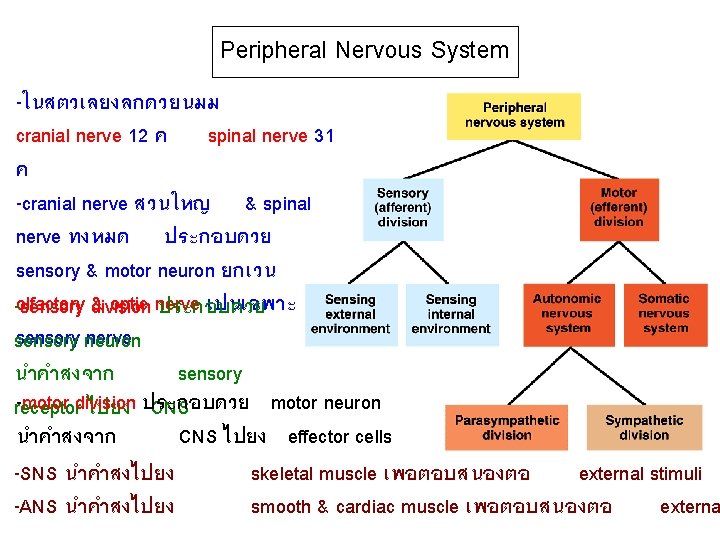 Peripheral Nervous System -ในสตวเลยงลกดวยนมม cranial nerve 12 ค spinal nerve 31 ค -cranial nerve