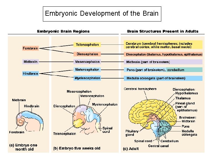 Embryonic Development of the Brain 