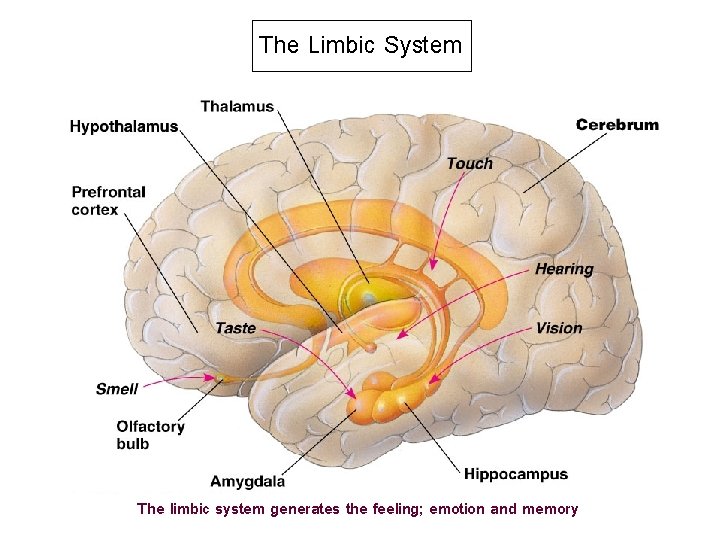 The Limbic System The limbic system generates the feeling; emotion and memory 