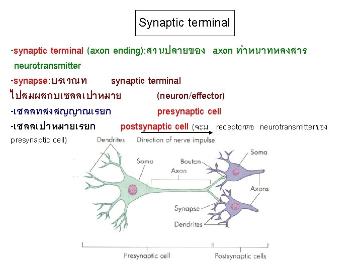 Synaptic terminal -synaptic terminal (axon ending): สวนปลายของ axon ทำหนาทหลงสาร neurotransmitter -synapse: บรเวณท synaptic terminal