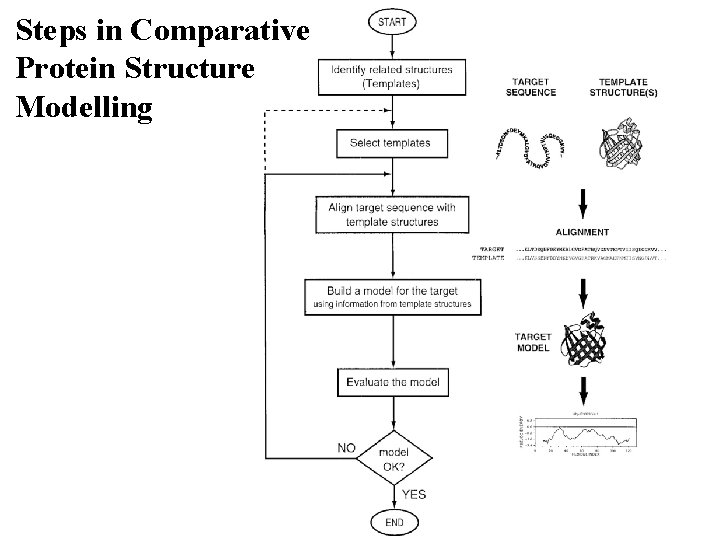 Steps in Comparative Protein Structure Modelling 