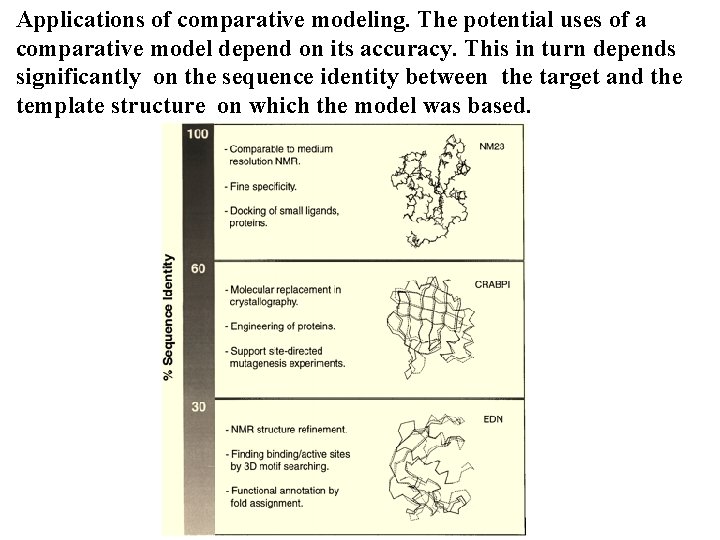 Applications of comparative modeling. The potential uses of a comparative model depend on its