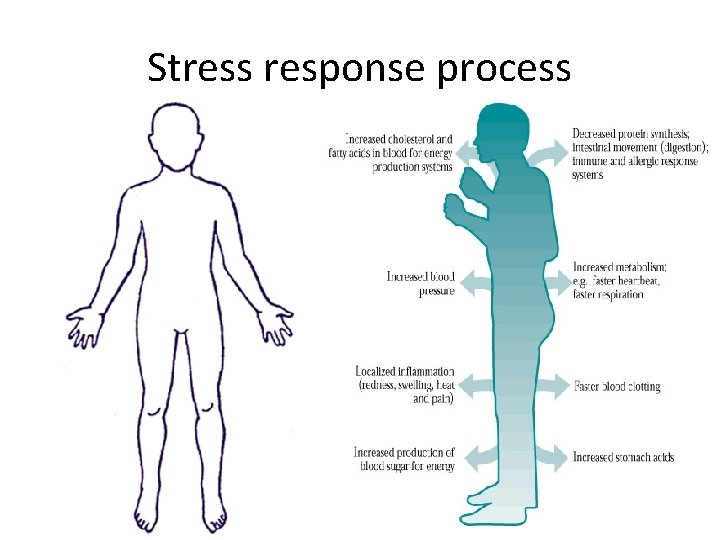 Stress response process Stress response process