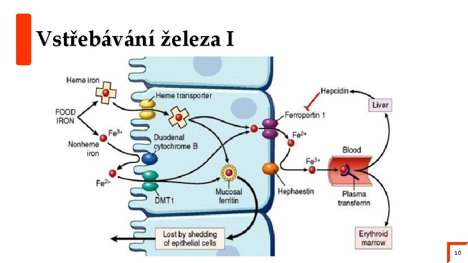 Vstřebávání železa I 10 