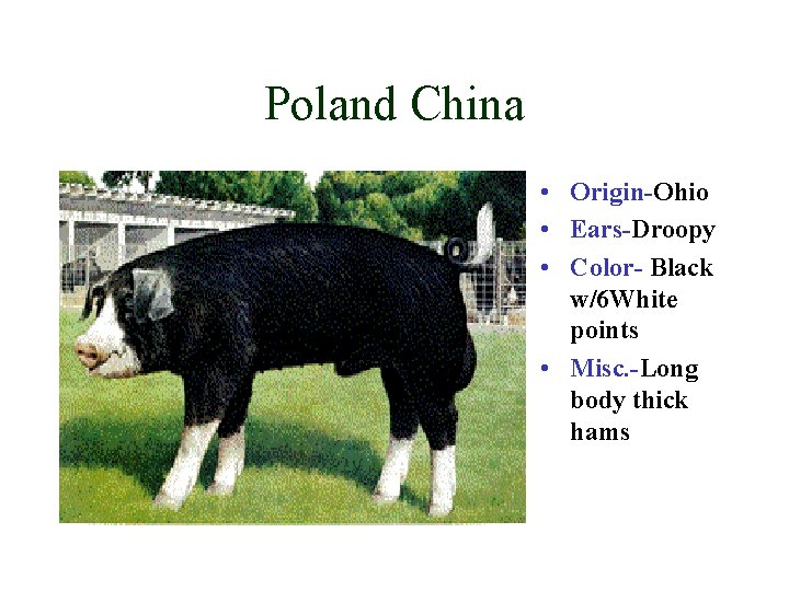 Poland China • Origin-Ohio • Ears-Droopy • Color- Black w/6 White points • Misc.