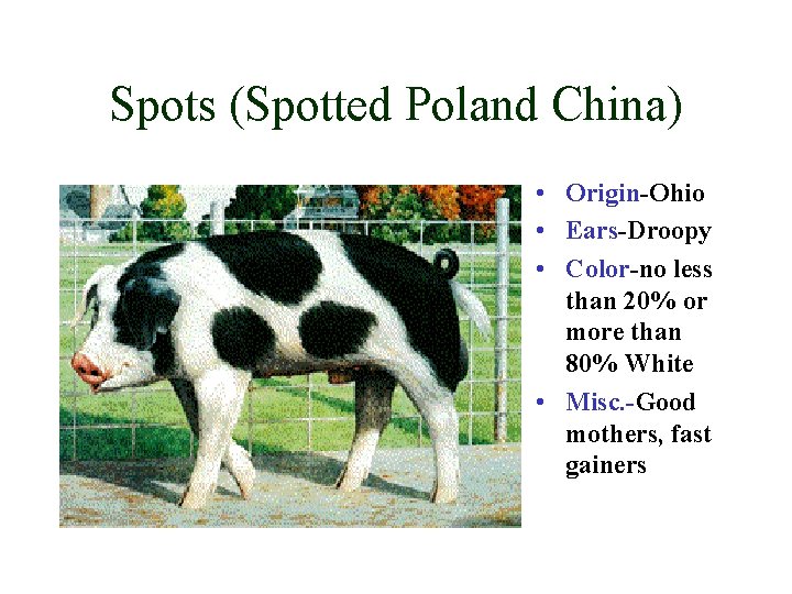 Spots (Spotted Poland China) • Origin-Ohio • Ears-Droopy • Color-no less than 20% or