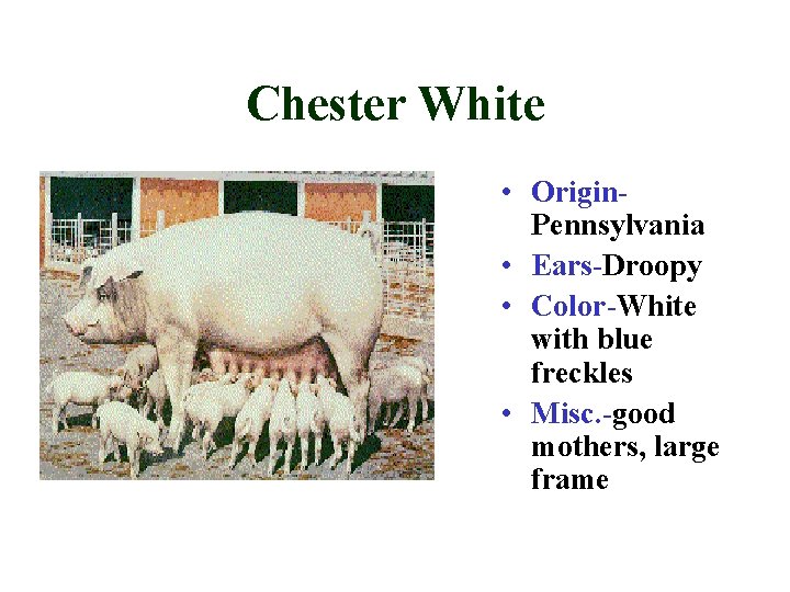 Chester White • Origin. Pennsylvania • Ears-Droopy • Color-White with blue freckles • Misc.