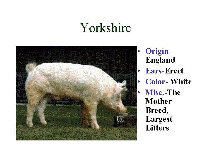 Yorkshire • Origin. England • Ears-Erect • Color- White • Misc. -The Mother Breed,