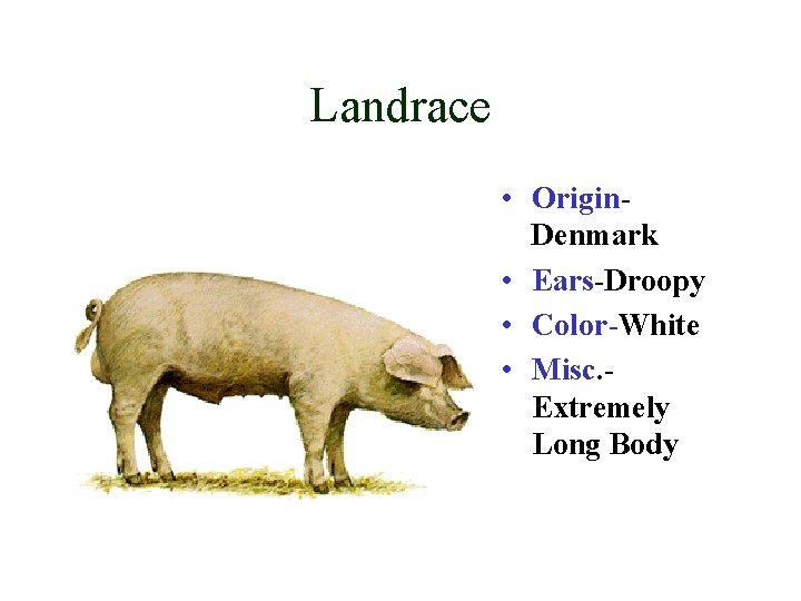 Landrace • Origin. Denmark • Ears-Droopy • Color-White • Misc. Extremely Long Body 