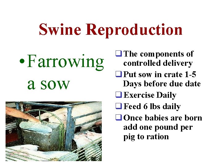 Swine Reproduction • Farrowing a sow q The components of controlled delivery q Put