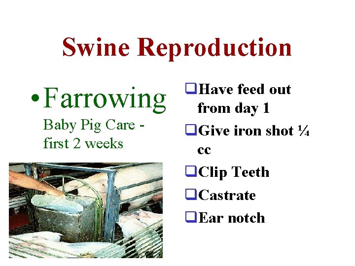 Swine Reproduction • Farrowing Baby Pig Care first 2 weeks q. Have feed out