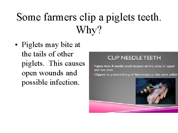 Some farmers clip a piglets teeth. Why? • Piglets may bite at the tails