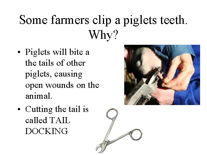 Some farmers clip a piglets teeth. Why? • Piglets will bite a the tails