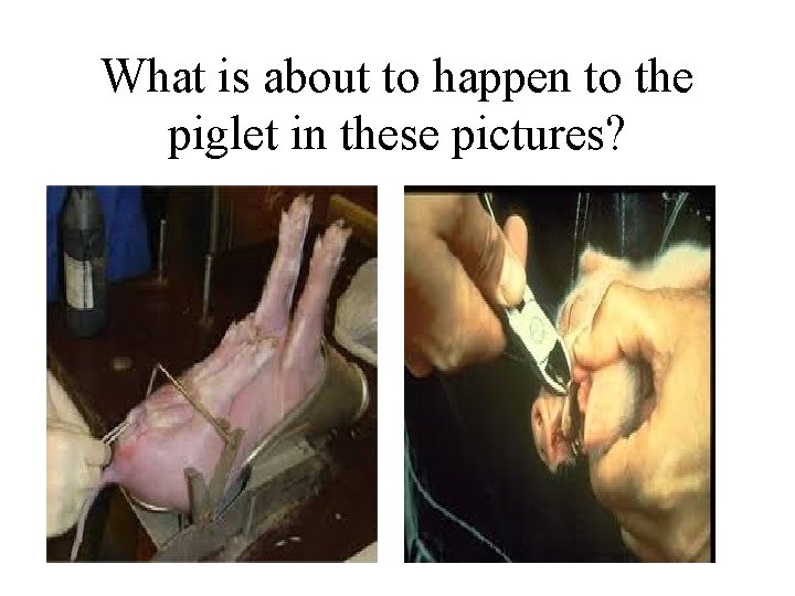 What is about to happen to the piglet in these pictures? 