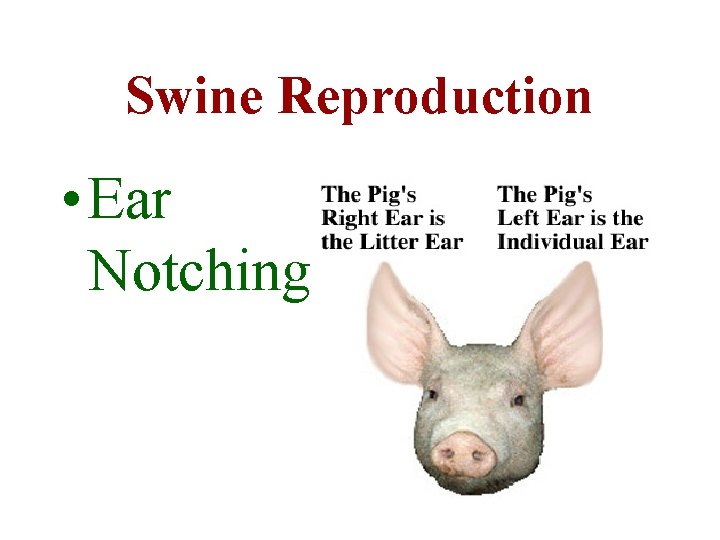 Swine Reproduction • Ear Notching 
