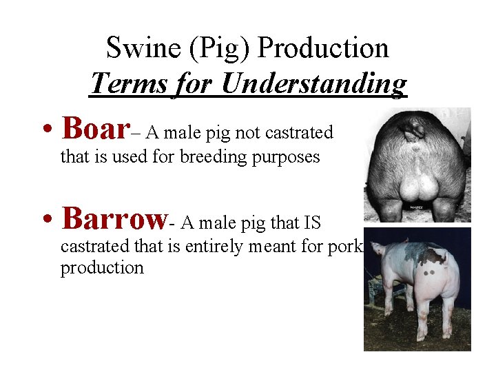 Swine (Pig) Production Terms for Understanding • Boar– A male pig not castrated that