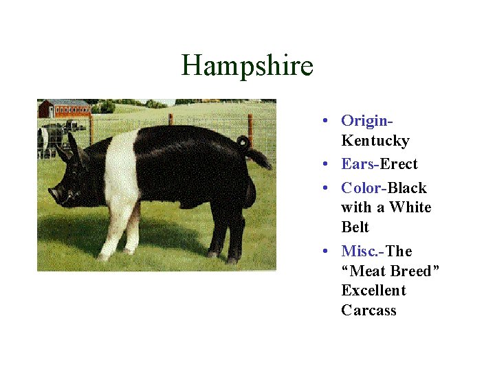 Hampshire • Origin. Kentucky • Ears-Erect • Color-Black with a White Belt • Misc.