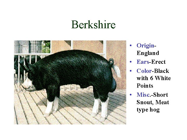 Berkshire • Origin. England • Ears-Erect • Color-Black with 6 White Points • Misc.