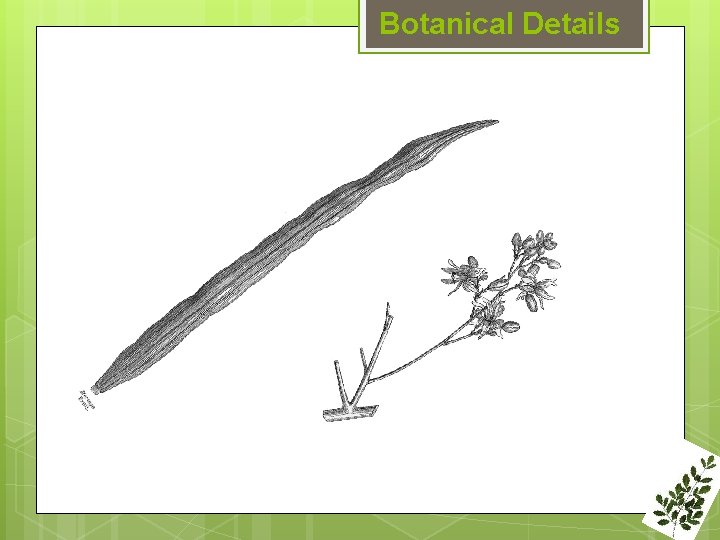 Botanical Details 