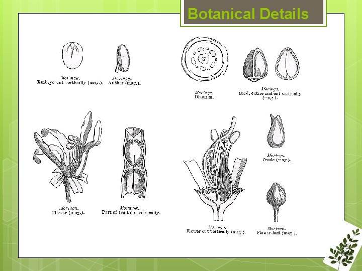 Botanical Details 