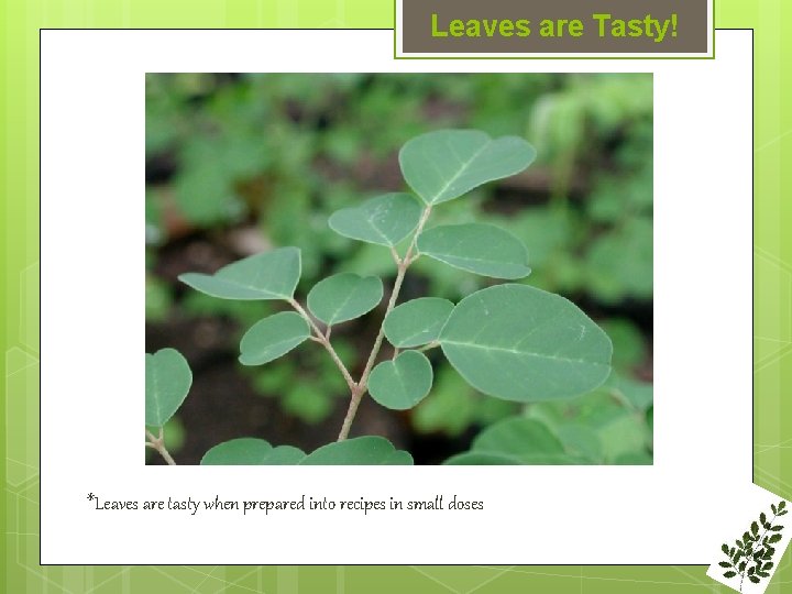 Leaves are Tasty! *Leaves are tasty when prepared into recipes in small doses 