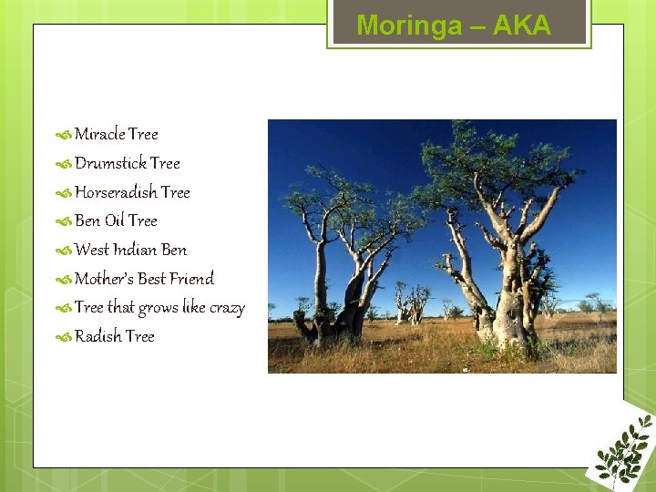 Moringa – AKA Miracle Tree Drumstick Tree Horseradish Tree Ben Oil Tree West Indian