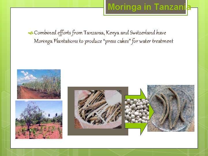 Moringa in Tanzania Combined efforts from Tanzania, Kenya and Switzerland have Moringa Plantations to