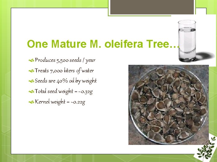 One Mature M. oleifera Tree… Produces 5, 500 seeds / year Treats 7, 000