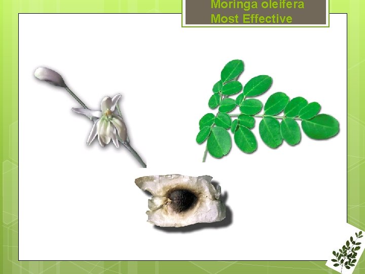 Moringa oleifera Most Effective 
