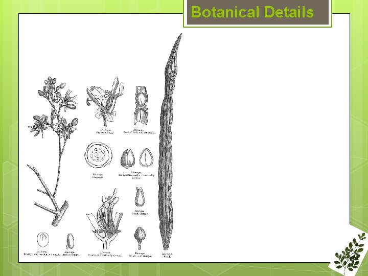 Botanical Details 