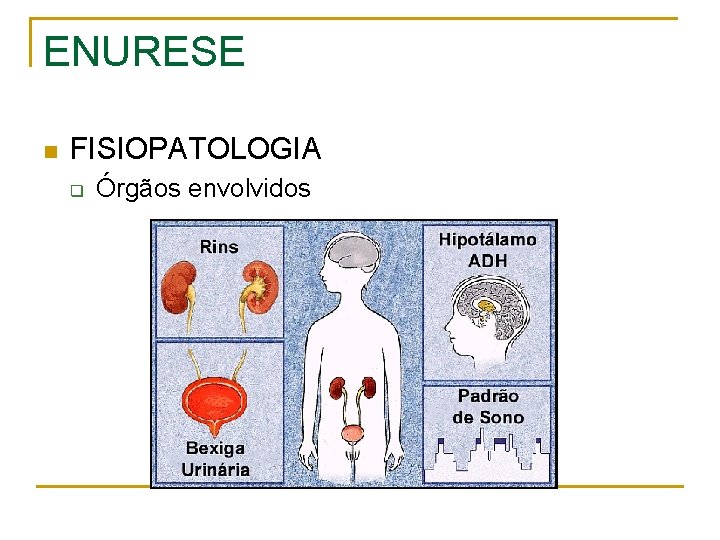 ENURESE n FISIOPATOLOGIA q Órgãos envolvidos 