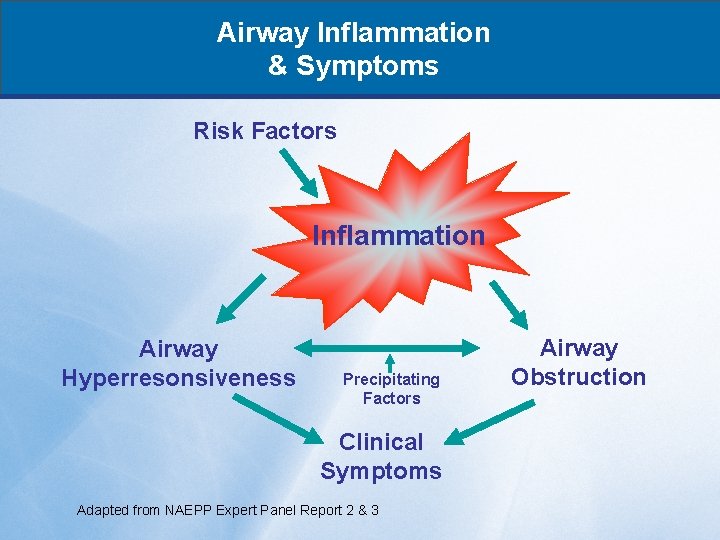 Airway Inflammation & Symptoms Risk Factors Inflammation Airway Hyperresonsiveness Precipitating Factors Clinical Symptoms Adapted