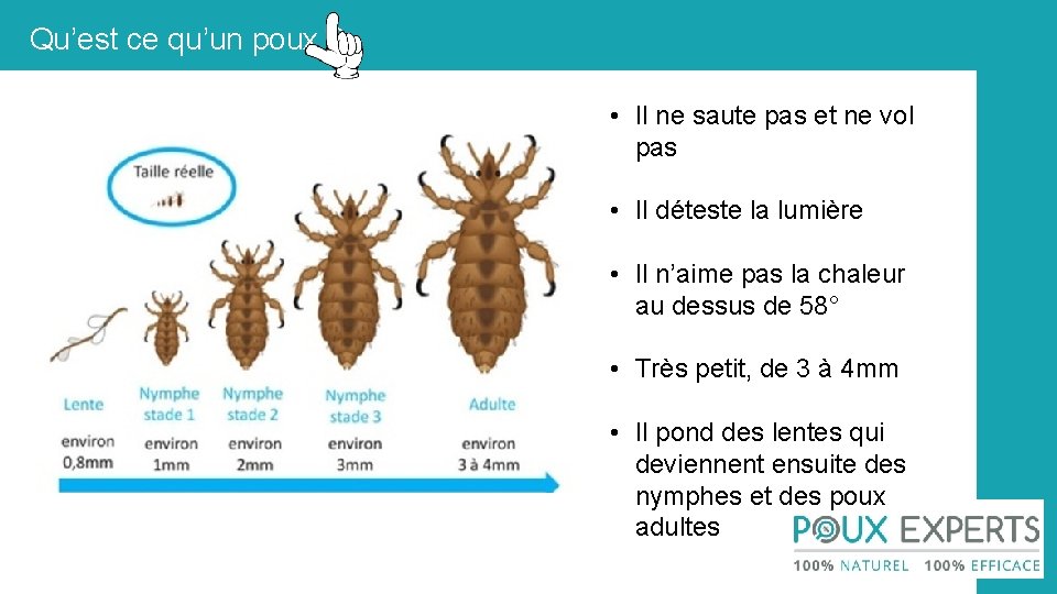 Qu’est ce qu’un poux ? • Il ne saute pas et ne vol pas