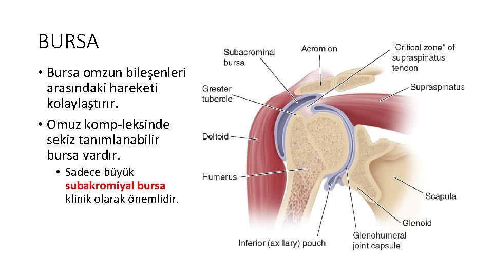 BURSA • Bursa omzun bileşenleri arasındaki hareketi kolaylaştırır. • Omuz komp leksinde sekiz tanımlanabilir