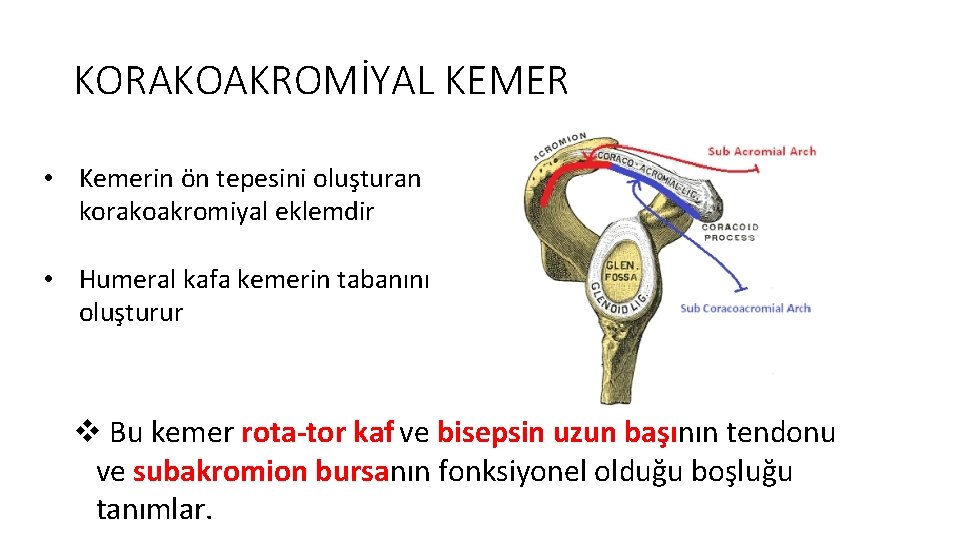 KORAKOAKROMİYAL KEMER • Kemerin ön tepesini oluşturan korakoakromiyal eklemdir • Humeral kafa kemerin tabanını