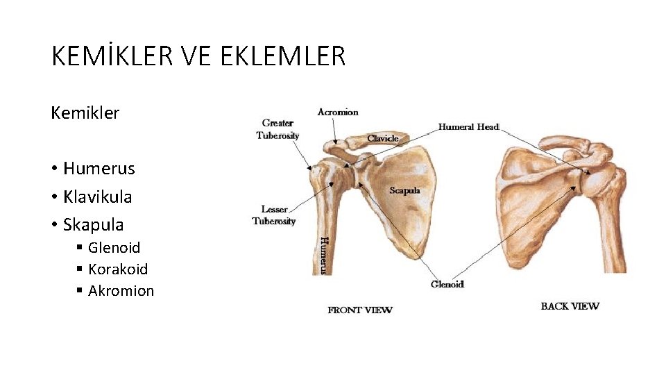 KEMİKLER VE EKLEMLER Kemikler • Humerus • Klavikula • Skapula § Glenoid § Korakoid