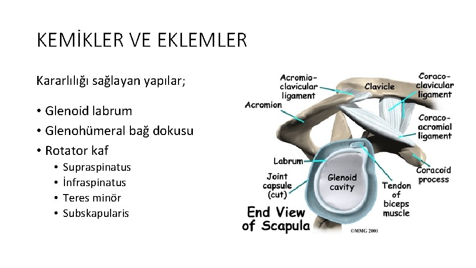 KEMİKLER VE EKLEMLER Kararlılığı sağlayan yapılar; • Glenoid labrum • Glenohümeral bağ dokusu •